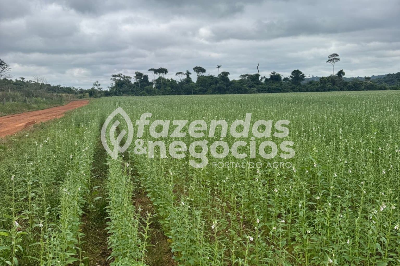 FAZENDA A VENDA no estado de Mato Grosso
